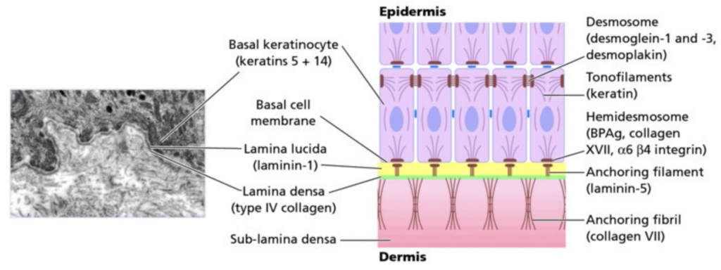 The Dermal-Epidermal Junction - NYSCC